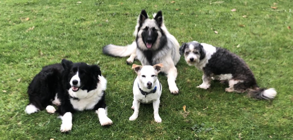 dogs